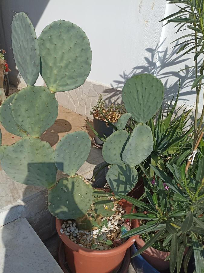 Fichi D India Leilighet Cellino San Marco Eksteriør bilde